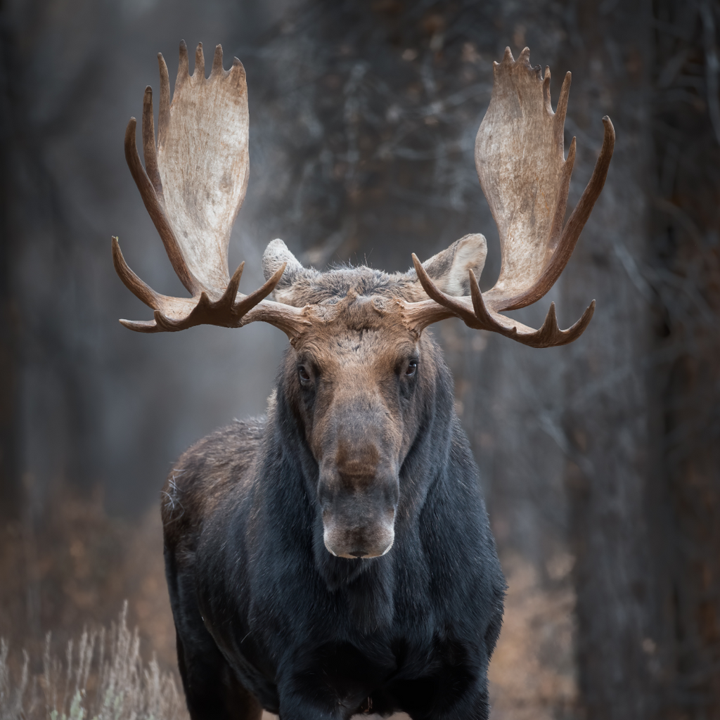 Shoshone Moose Hat